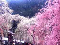 Весна в Японии прежде всего ассоциируется с сезоном цветения сакуры.  Этот сезон начинается не...